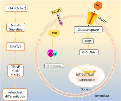 The role of O-GlcNAcylation in bone metabolic diseases